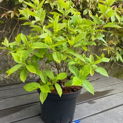 hydrangea paniculata Limelight