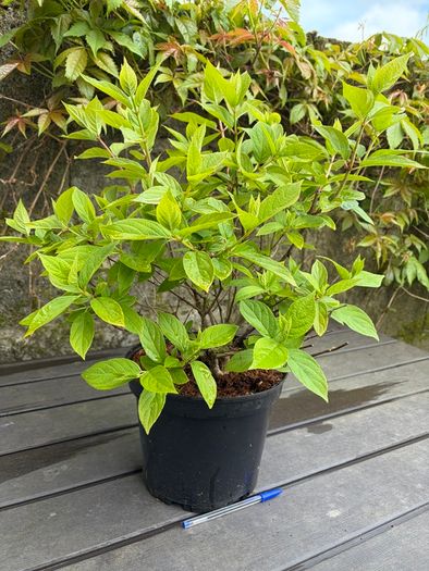 hydrangea paniculata Limelight