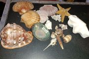 Seashell lot