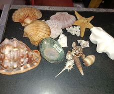 Seashell lot