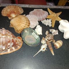 Seashell lot