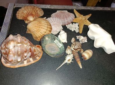 Seashell lot