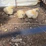 hatching silkie eggs Image 5