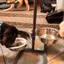 Dog feeding Stayion Image 4