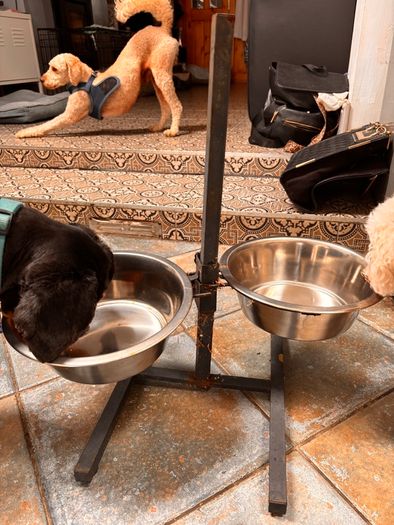 Dog feeding Stayion