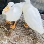 call ducklings and silkie chicks Image 6