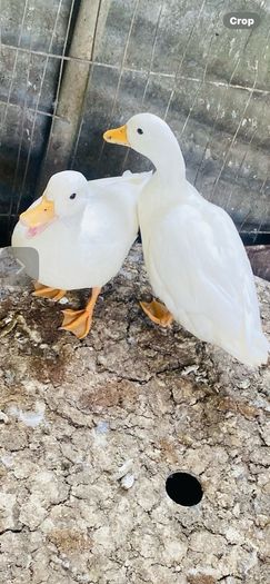 call ducklings and silkie chicks