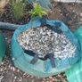 FREE Mixed garden gravel/stone. Drainage. Collection only, must take all. Image 2