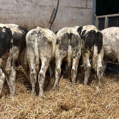 20 smashing blue bull Weanlings