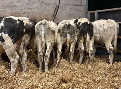 20 smashing blue bull Weanlings