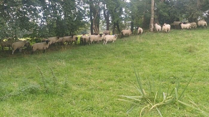 65 Suffolk x and x-bred hoggetts for Manorhamilton