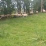65 Suffolk x and x-bred hoggetts for Manorhamilton Image 2