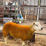 Enniskillen Texel sale the 11th September Image 4