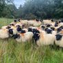 Ewe hoggets Image 5