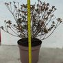 Azalea japonica 'stewartstown' flowering now Image 2