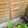 Agapanthus Plants Image 4