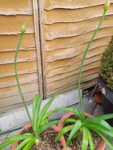Agapanthus Plants
