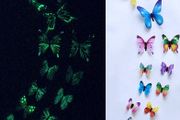 Butterflies