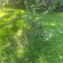 Plum tree Image 2