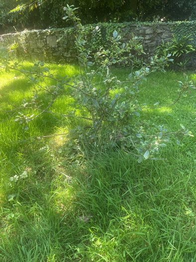 Plum tree