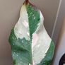 On hold No.6 Philodendron Red Anderson Image 5