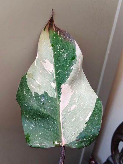 On hold No.6 Philodendron Red Anderson