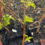 Everbearing Raspberry Canes available from February 2026 Image 4