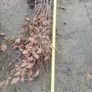 Hornbeam hedging Image 2