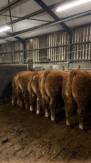 1 Pedigree limousin bull