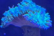 coral