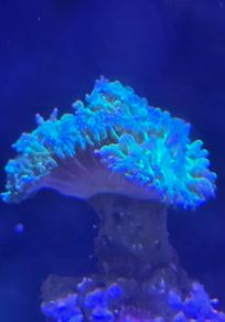 coral