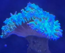 coral
