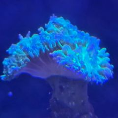 coral
