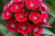 Carnation Scarlet Beauty seeds 0.5g (420582)