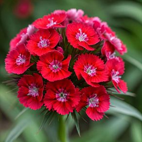 Carnation Scarlet Beauty seeds 0.5g (420582)