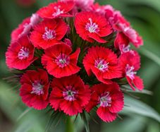 (D) Sweet William Scarlet Beauty seeds 0.5g (450s) (420582)