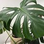 monstera Image 2