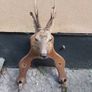Roe Deer Taxidermy Image 2