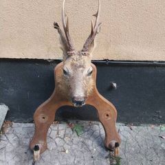 Roe Deer Taxidermy