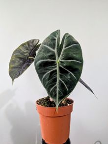 Alocasia Pink Dragon Plant