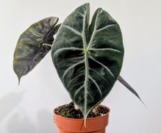 Alocasia Pink Dragon Plant
