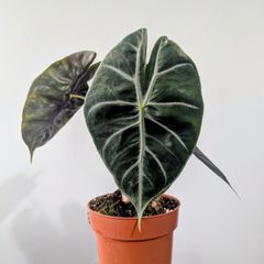 Alocasia Pink Dragon Plant