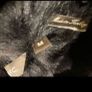 Andrew Mark Luxurious Sherling Lamb suede Coat Image 4