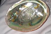Beautiful Abalone shell