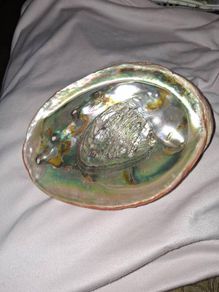 Beautiful Abalone shell