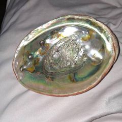Beautiful Abalone shell