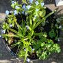 Pot with plants 12 euro Image 2
