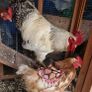 Six hens an a rooster Image 5