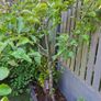 Free Trees / Shrubs Image 4
