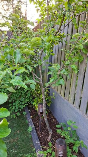 Free Trees / Shrubs